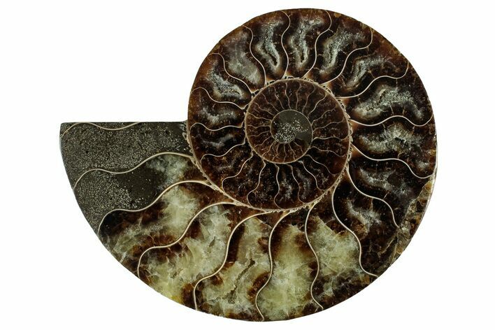 Cut & Polished Ammonite Fossil (Half) - Madagascar #344395